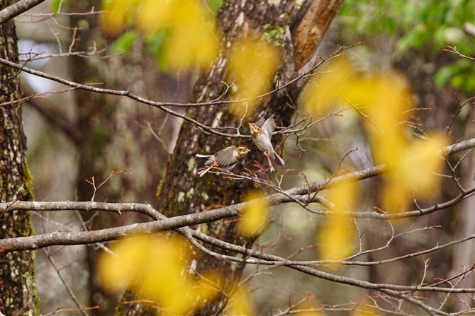 JV_J,Rustic Bunting